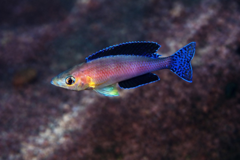 Cyprichromis sp. 'leptosoma jumbo' Kantalamba